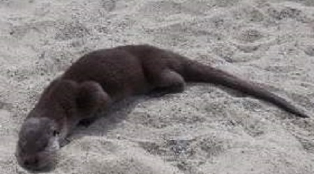 Esemplare di lontra trovato morto nel Vibonese