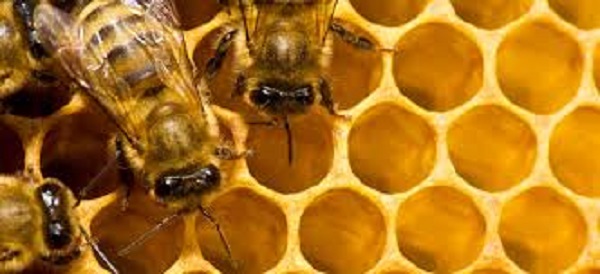 A “60 minuti news” si discute del parassita che sta minacciando le api Questa sera, alle 19.30, in diretta su Telemia e in streaming su Approdonews