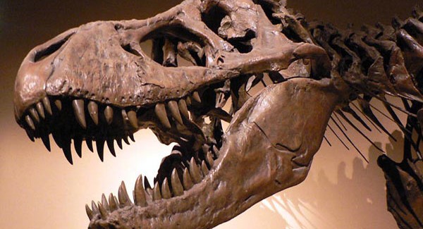 L’Unical aderisce alla Settimana del pianeta terra Nel museo di paleontologia verrà esposto un cranio di Tyrannosaurus rex