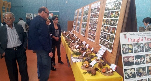 Si è conclusa la mostra micologica “Città di Catanzaro” Ben 105 sono state le specie di funghi esposte