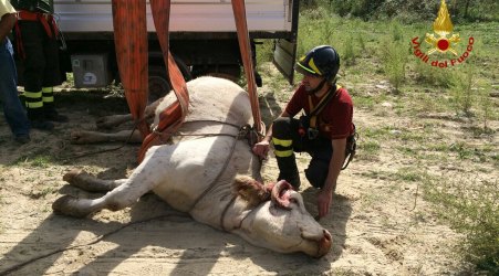 I Vigili del fuoco di Petilia Policastro salvano una mucca caduta in un burrone L'animale è stato imbracato e riportato in superficie con l'ausilio di un'autogrù