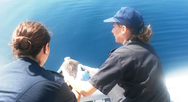 Continuano le attività di soccorso delle tartarughe marine Nella giornata di oggi  è stata liberata una tartaruga marina al largo di Tropea