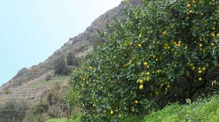 La valorizzazione del limone tradizionale parte da Scilla Lo “Sfusato di Favazzina” e i suoi derivati protagonisti nel convegno del  GAL BATIR