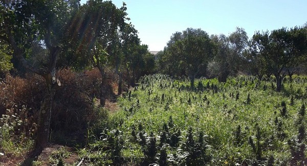 Numerosi sequestri di piantagioni di cannabis da parte dei Carabinieri di Gioia Tauro Il lucroso business fa confluire nelle casse della criminalità organizzata centinaia di migliaia di euro 
