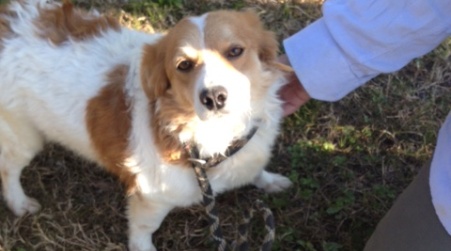 Corigliano, Gabbie vuote…liberi tutti Domenica 4 gennaio, al Parco "Fabiana Luzzi", al via la campagna di adozione (anche a distanza) dei cani trovatelli