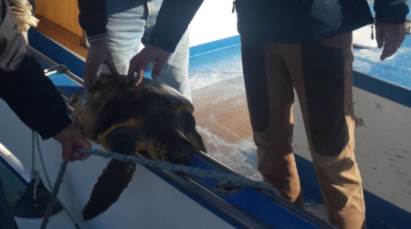 Recuperata dai pescatori a Capo Colonna una tartaruga Caretta caretta Consegnata per le cure al centro di soccorso dell’Amp Capo Rizzuto