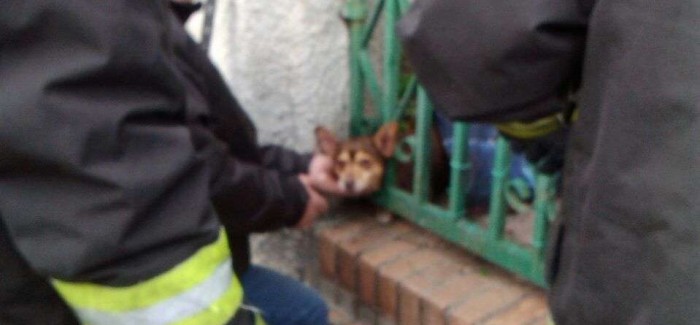 Un cane rimane incastrato tra le sbarre di un cancello, salvato dai vigili del fuoco Succede a Catanzaro