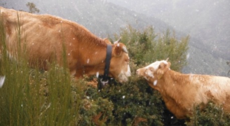 Pascolo abusivo e danneggiamento, denunciata una persona dal Corpo forestale L'allevatore 38enne faceva pascolare il bestiame all'interno del Parco nazionale d'Aspromonte