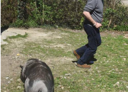 Burlesque In un campo Rom il segretario della Lega viene inseguito da un maiale. Protestano gli animalisti: “Ha corso un brutto rischio, Salvini poteva morderlo”
