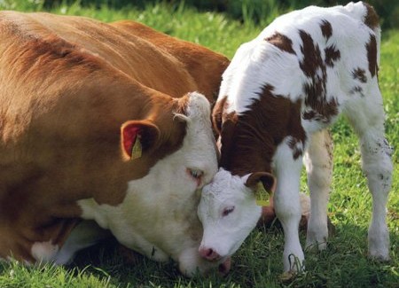 “Le vacche sacre non devono morire” 7.000 firme in 3 giorni su Firmiamo.it e il supporto di Animalisti Italiani Onlus per salvarle, ma l’attività di controllo e già iniziata e i bovini hanno le ore contate