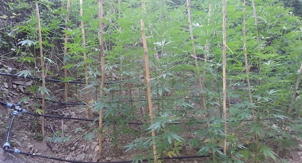 Catanzaro, sequestrate oltre 400 piante di marijuana L'operazione è stata condotta dai baschi verdi della Compagnia di Catanzaro