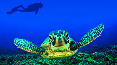 Un workshop subacqueo all’Amp Capo Rizzuto L’Area Marina Protetta “Capo Rizzuto” organizza un Workshop per la presentazione di un nuovo percorso archeologico subacqueo (Punta Scifo) e delle azioni di sensibilizzazione per la tutela della tartaruga marina Caretta caretta