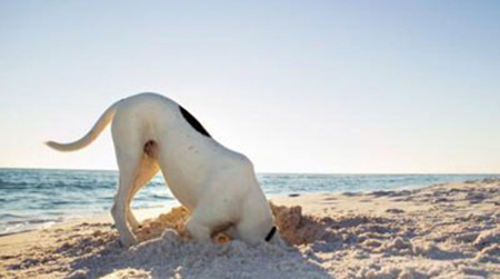 Cani in spiaggia, diritti e regole di comportamento Aidaa continua la campagna informativa in vista della stagione estiva