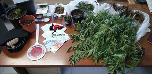 Marijuana homemade, arrestati due conviventi a Reggio Avevano in casa un mini vivaio per la coltivazione della cannabis indica