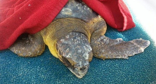 Liberata tartaruga caretta caretta a Steccato di Cutro E' stata curata al Centro di Recupero di tartarughe marine dell’AMP "Capo Rizzuto"