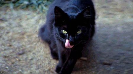 Halloween, ecco le sette che sacrificano i gatti neri Aidaa lancia l'allarme