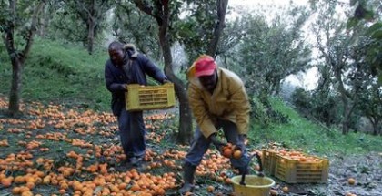 immigrati raccolta arance