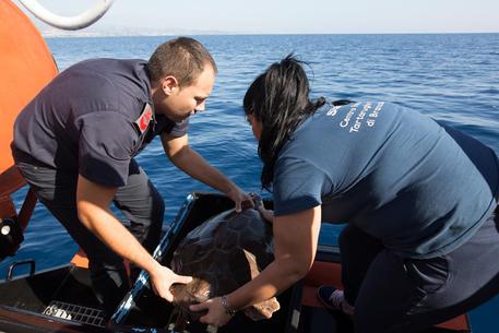Tartaruga liberata in mare a Roccella Era stata soccorsa in gravi condizioni da un diportista