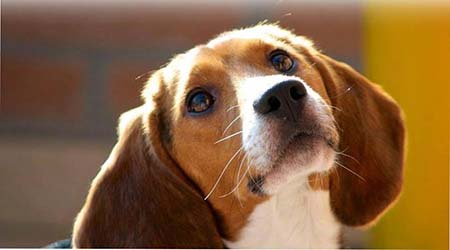 Il “best seller di Amazon” è dedicato ai beagles di Green Hill “I nostri amici cantastorie Green Hill: eroismo e libertà” è il titolo del nuovo libro della scrittrice Amelia Impellizzeri