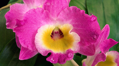 L’amore sboccia tra le orchidee A Bussolengo (Vr), dal 6 al 21 febbraio 2016, la 27a edizione della Mostra delle Orchidee, con oltre 100 esemplari tra i più ricercati e ammirati