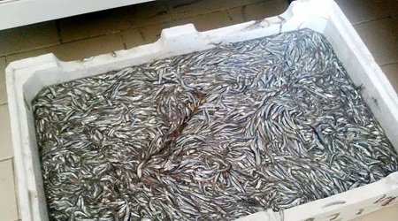 Pesca del novellame, interviene Falcone (GeneraAzioni) “Attenzione per le famiglie di Schiavonea e appello alle istituzioni”