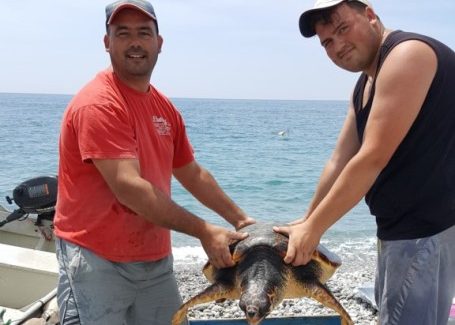 Pescatori di Bova Marina salvano tartaruga L'esemplare è una femmina della specie Caretta caretta, lungo 80 cm circa per un peso di circa 45 kg
