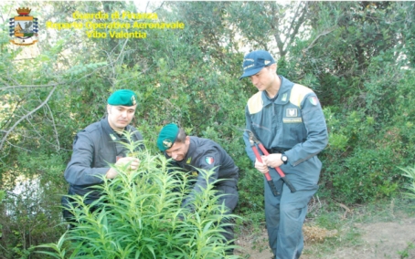 Vibo Valentia, sequestrate 1200 piante di canapa indiana Costante attività di controllo del territorio della Guardia di Finanza 