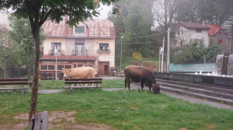 Vacche sacre, nuove operazioni del Corpo forestale Gli animali sono stati trovati a pascolare all'interno del Parco nazionale d'Aspromonte