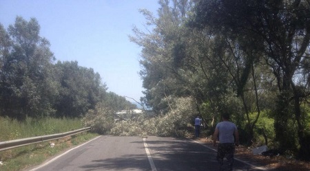 Gioia Tauro, cade un albero sulla Provinciale 1 Il blocco della strada è durato circa un'ora 