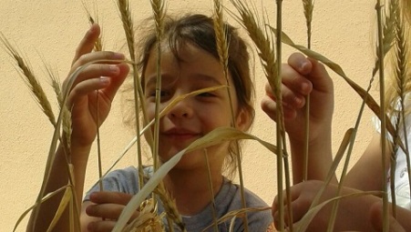 A Reggio il progetto “Chiccolino: dal seme al pane” Il percorso del grano dalla semina al pane spiegato agli alunni