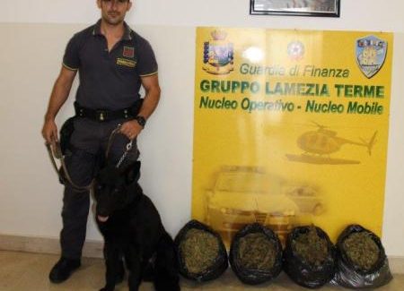 Arrestato corriere della droga a Lamezia Terme Sequestrati 4 chili di cannabis