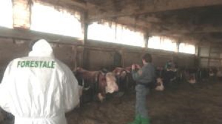 Controlli allevamenti bovini, sequestrata stalla ad Oppido Elevate anche una serie di sanzioni amministrative