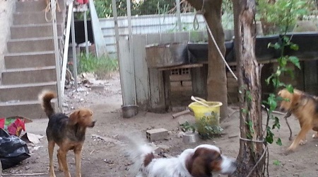 Reggio, una denuncia per maltrattamento di animali Una villa occupata abusivamente è stata trasformata in un ricovero di cani e gatti senza alcuna autorizzazione