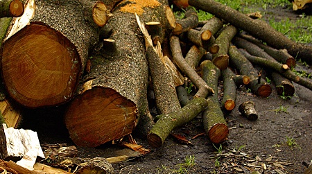 Cinquefrondi, varato regolamento raccolta legna Potrà essere effettuata nel periodo dal 3 ottobre al 31 marzo dell'anno successivo