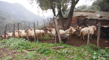 Pascolo di ovi-caprini già sottoposti a sequestro sanitario Indagate due persone sorprese dal Corpo forestale 