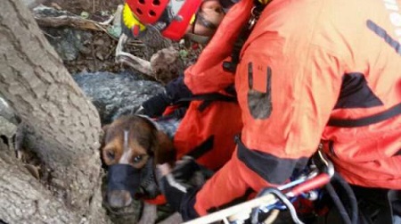 Recuperato segugio da caccia nel territorio reggino L'animale era caduto in un dirupo profondo circa 60 metri