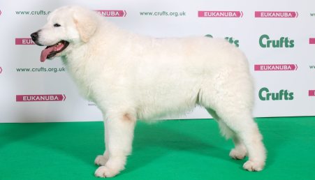 Cariati, è Faustolo il più bel maremmano del mondo Riconoscimenti per l'allevamento Santamaria al Crufts dog show di Birmingham
