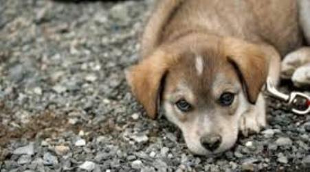 Italia, 40.000 cani avvelenati dall’inizio dell’anno Aidaa: "E' strage"