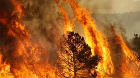 Incendi Calabria, uomo sorpreso ad appiccare rogo "Mi piace vedere il fuoco", questa la frase proferita dal 33enne dopo esser stato bloccato dai Carabinieri 