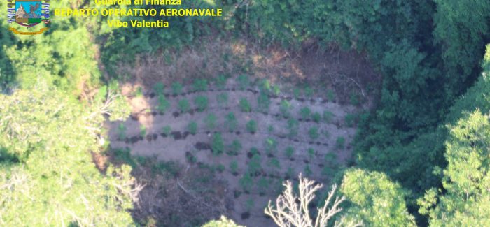 Finanza sequestra 4 piantagioni di canapa indiana Operazione effettuata nei comuni di Sorianello, Pizzoni e Gerocarne