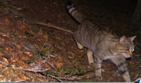 Il gatto selvatico europeo si aggira nel Parco d’Aspromonte "Catturato" dalle fototrappole