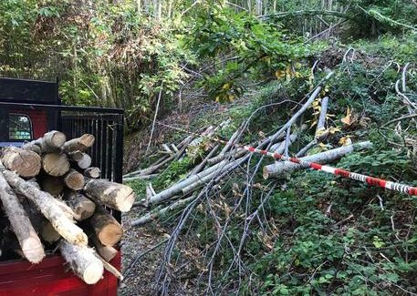 Taglio alberi in terreno Comune, denunciate 2 persone Sorpresi dai Carabinieri forestali con 40 quintali di materiale a Rota Greca