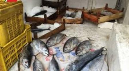 Sequestrati 210 kg di pesce in cattivo stato conservazione Denunciati due soggetti dalla Guardia di Finanza