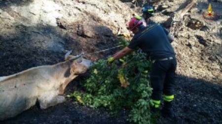 Vigili del Fuoco salvano mucca sprofondata nel fango L'animale è stato portato in un luogo sicuro e consegnato al legittimo proprietario