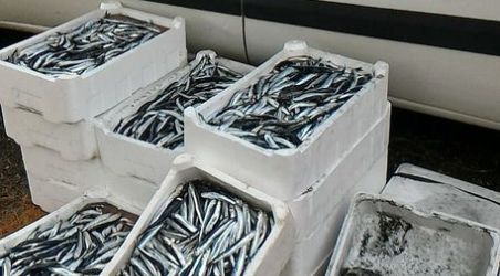 Palmi, sequestrati 140 kg di pescato non tracciato Elevata una multa di 1500 euro per violazione della normativa vigente in materia di etichettatura e tracciabilità del pescato