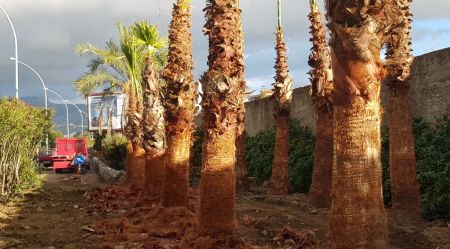 Cento alberi per l’area delle bretelle del Calopinace Le aiuole adottate dall'azienda Oasi del Verde con il programma “Adotta il Verde”