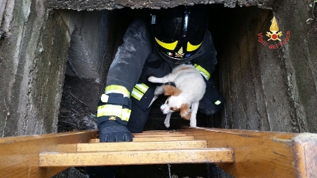 Cucciolo salvato dai Vigili del fuoco a Sellia Marina Il cagnolino era finito in un canaletto di scolo lungo il bordo del marciapiede