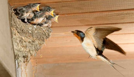 Al via il censimento dei nidi di rondine Chiunque abbia sotto il suo tetto un nido di rondine può fotografarlo ed inviarlo all'indirizzo di posta elettronica presidenza.aidaa@gmail.com 