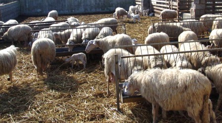 Capi bestiame senza codice, sequestrato allevamento Senza l’autorizzazione dell’Asp è stato fatto divieto di qualsiasi spostamento degli animali