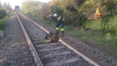 Cinghiale investito da un treno a Soverato I Vigili del fuoco hanno rimosso la carcassa questa mattina